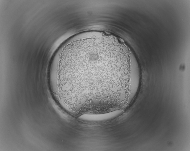 X0000110701426200907101210