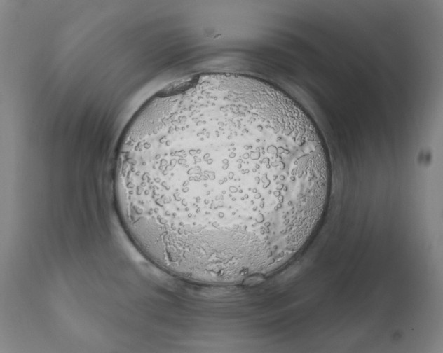 X0000110701434200907101210