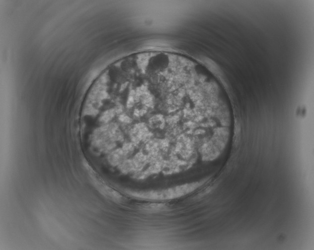 X0000110701435200907101210