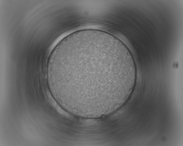 X0000110701436200907101210