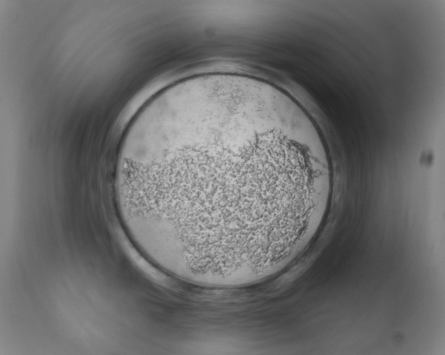 X0000110701438200907101210