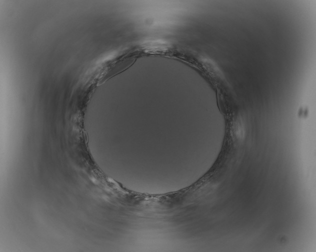 X0000110701445200907101209