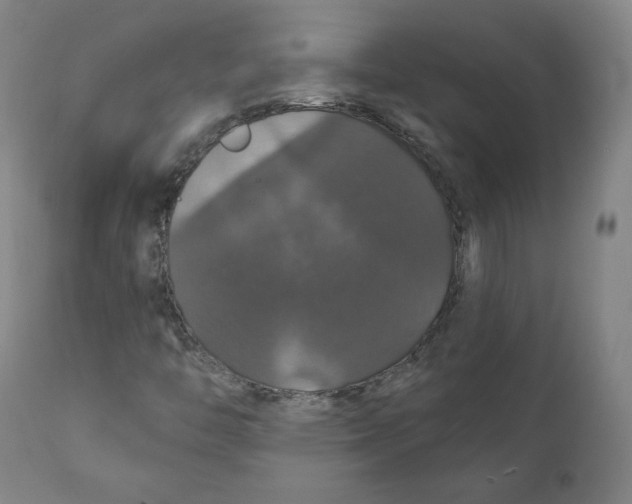 X0000110701446200907101209
