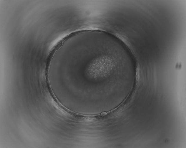 X0000110701452200907101209