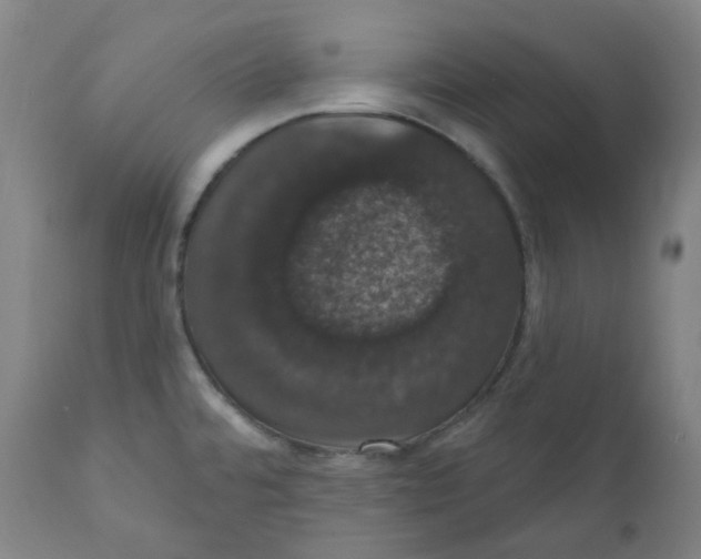 X0000110701480200907101209