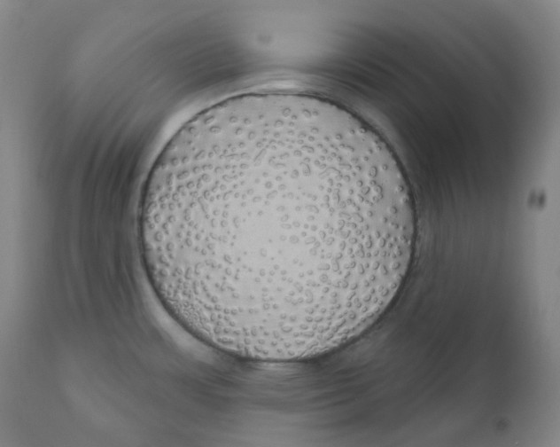 X0000110701483200907101209