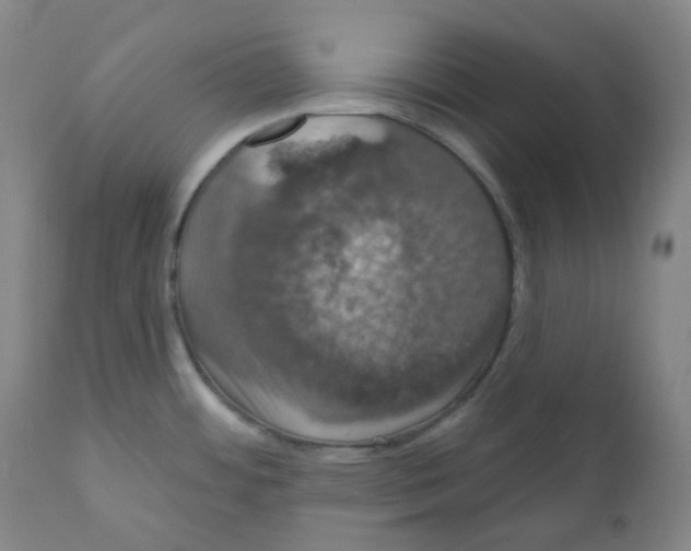 X0000110701484200907101209
