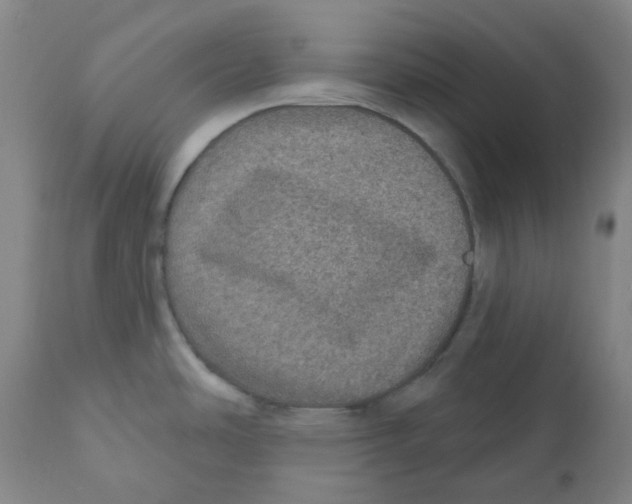 X0000110701486200907101209