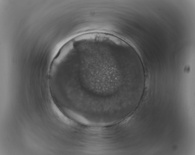 X0000110701532200907101209
