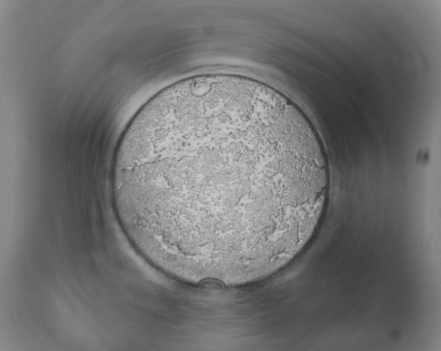 X0000110701533200907101209