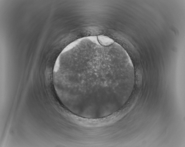 X0000110700034200907241134