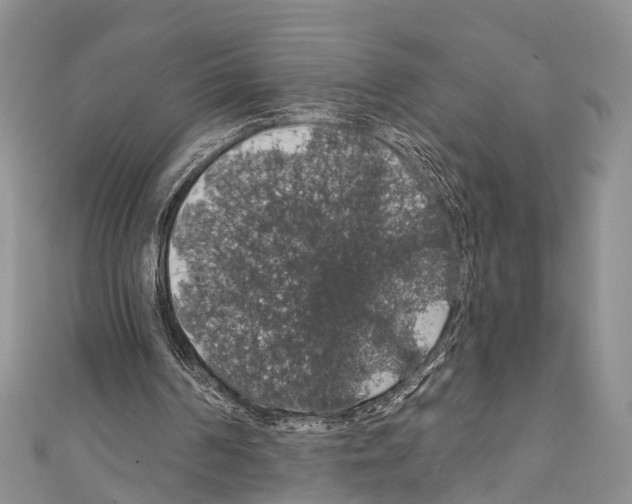 X0000110700194200907241132