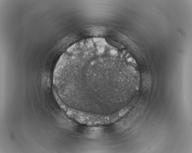 X0000110700313200907241130