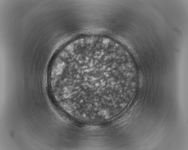 X0000110700582200907241126