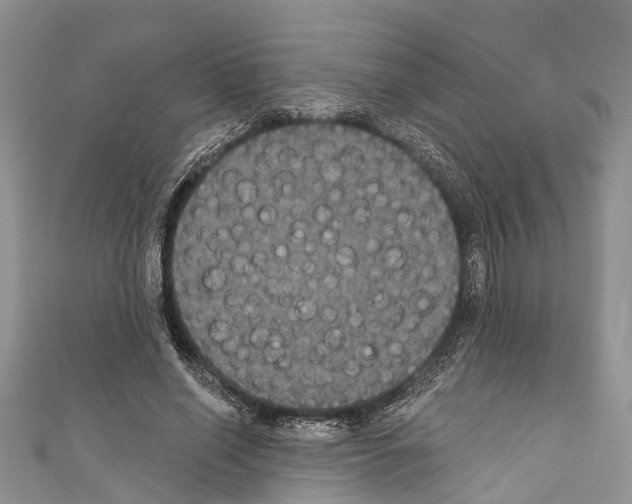 X0000110700638200907241125