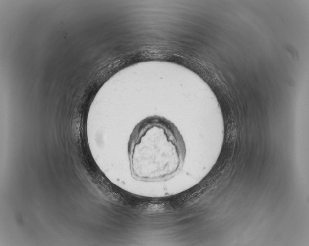 X0000110700647200907241126