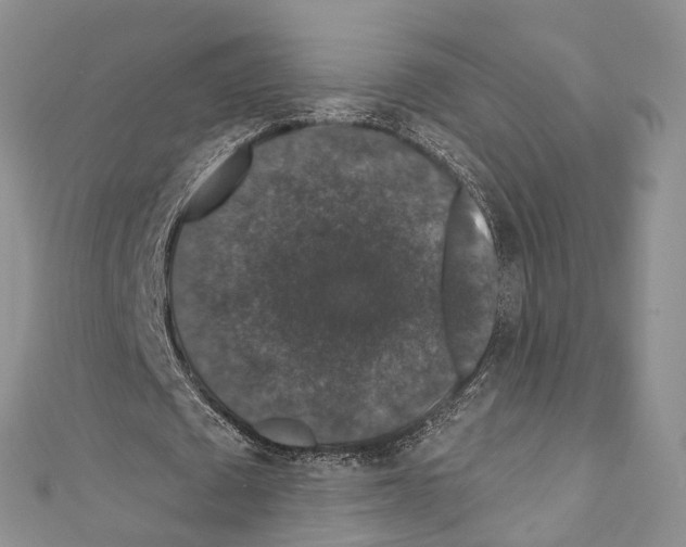 X0000110700673200907241125