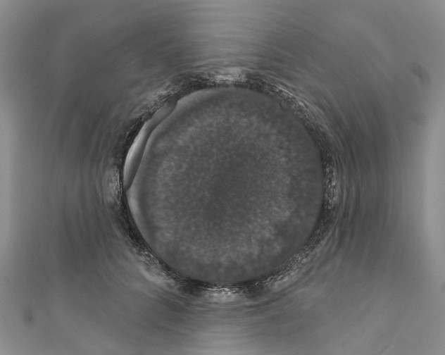 X0000110700704200907241125