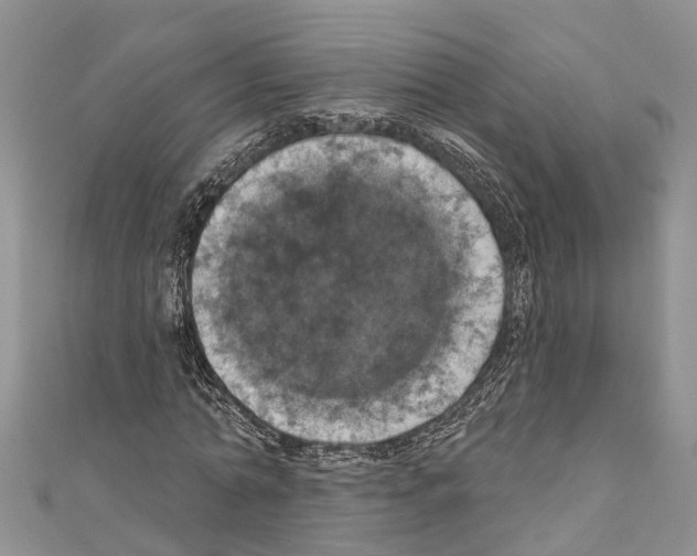 X0000110700774200907241124