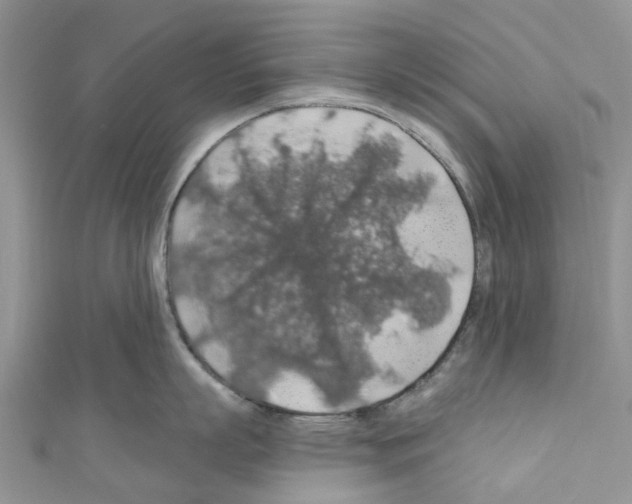 X0000110700863200907241123