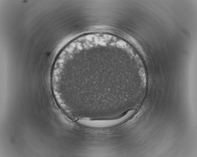 X0000110701336200907241117