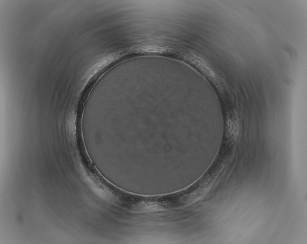 X0000110710534200906121356