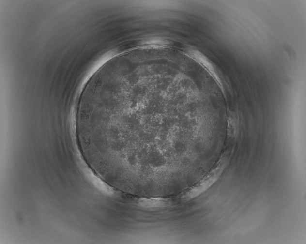 X0000110710859200906121353