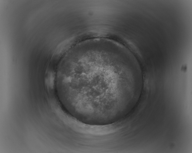 X0000110710026200906261442