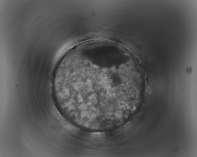 X0000110710053200906261441