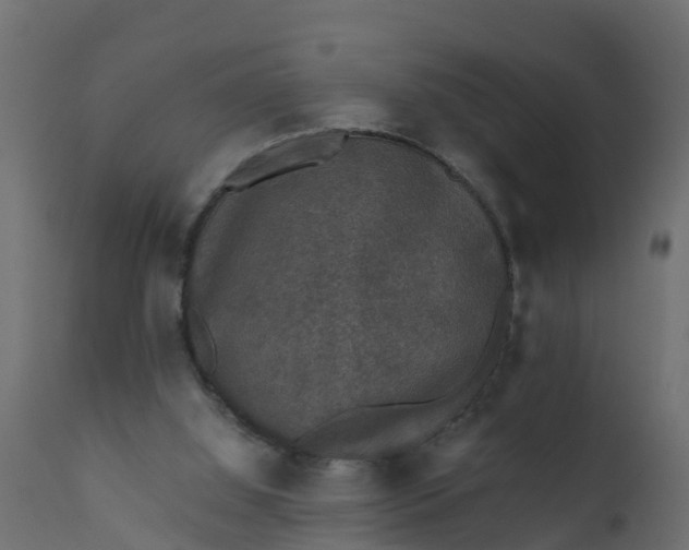 X0000110710060200906261441