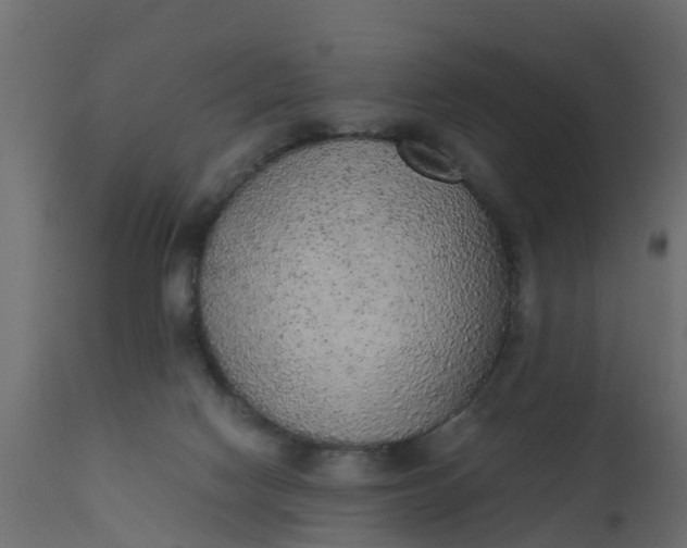 X0000110710074200906261441
