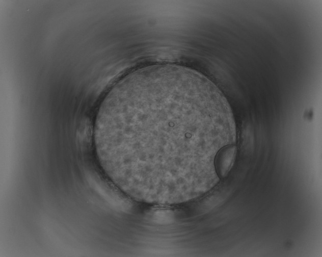X0000110710228200906261439