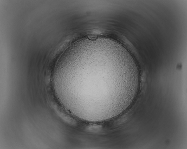 X0000110710257200906261438