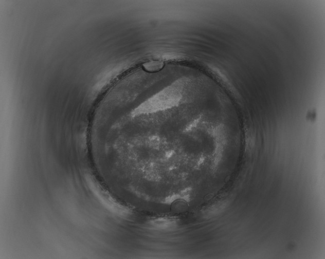 X0000110710447200906261435