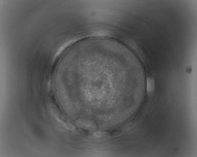 X0000110710579200906261433