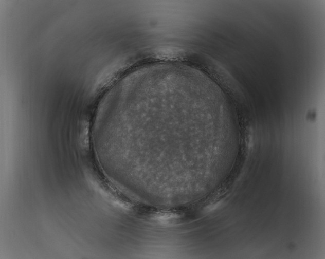 X0000110710696200906261431