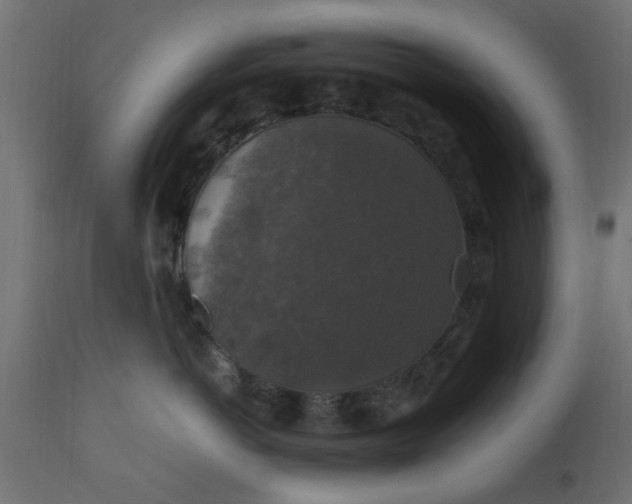 X0000110710766200906261431