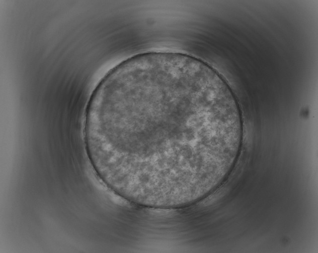 X0000110710856200906261430