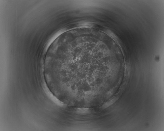 X0000110710859200906261430