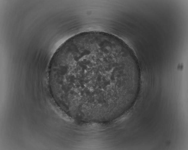 X0000110710879200906261429
