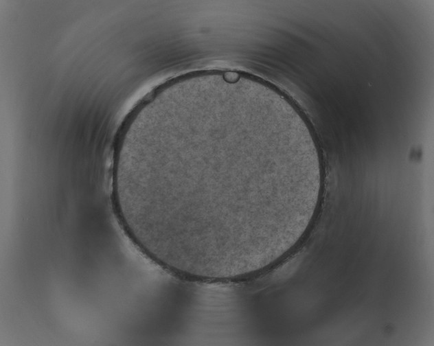 X0000110711126200906261425