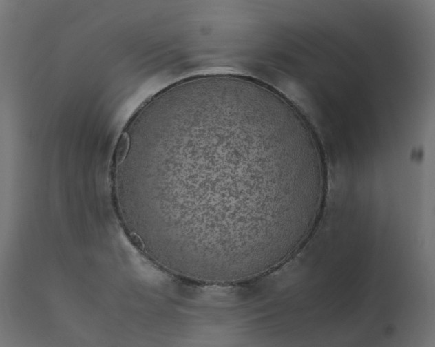 X0000110711181200906261424