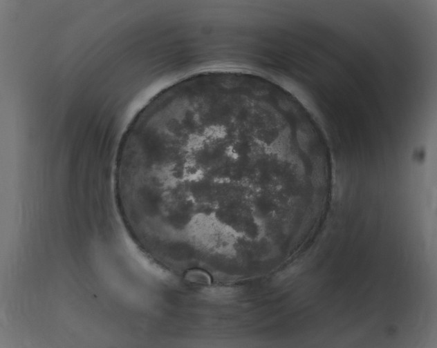 X0000110711237200906261423