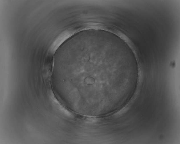 X0000110711385200906261421
