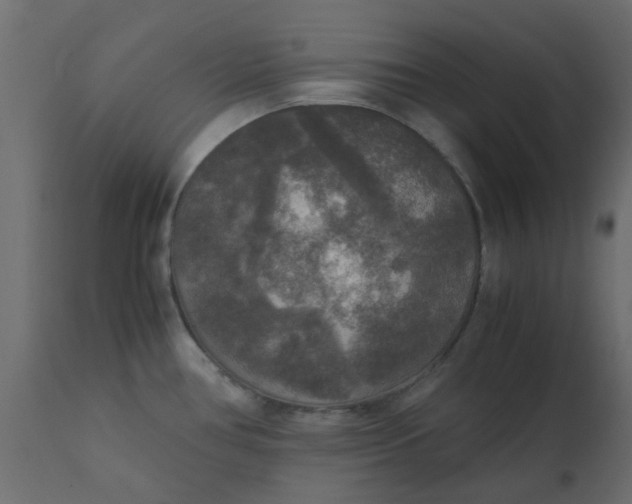 X0000110711386200906261421