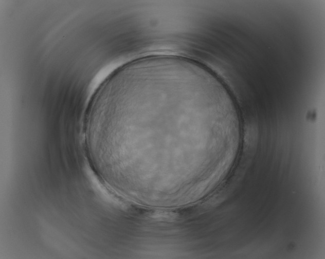 X0000110711466200906261420