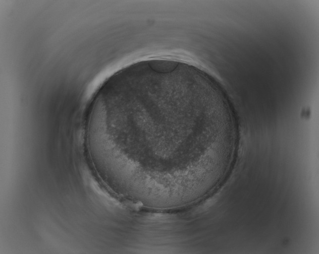 X0000110711506200906261419