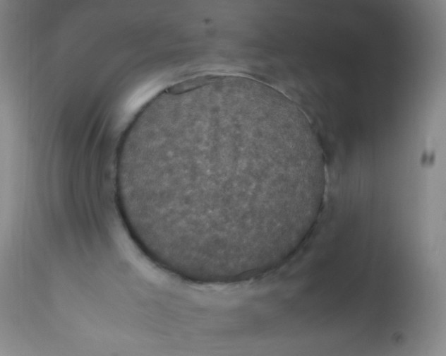 X0000110710005200907022034