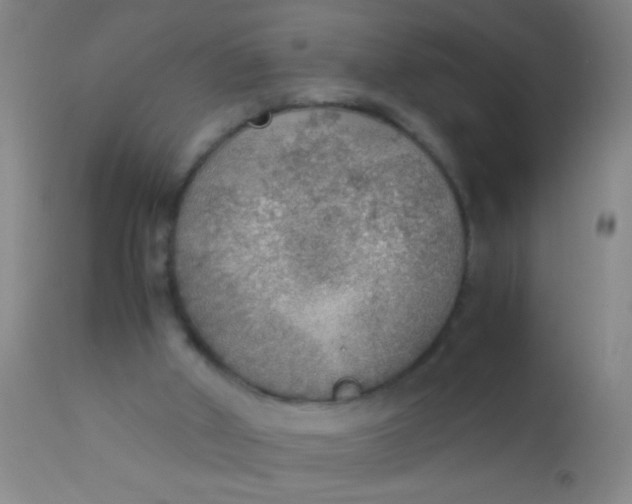 X0000110710010200907022034