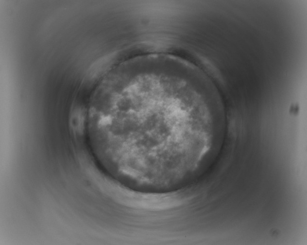 X0000110710026200907022033